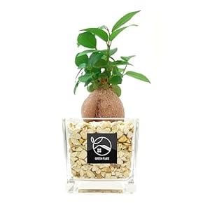 観葉植物初心者応援⭕️ 楽天市場】観葉植物 寄せ植え (幸福の木) 8寸角高陶器 鉢の色は